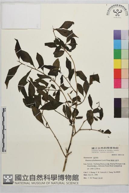 畢祿山鼠李藏品圖，第1張