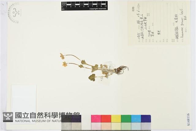 鈍裂銀蓮花藏品圖，第1張