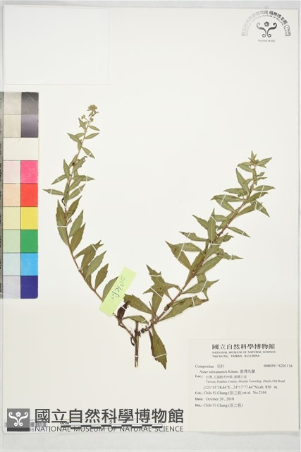 臺灣馬蘭藏品圖，第1張