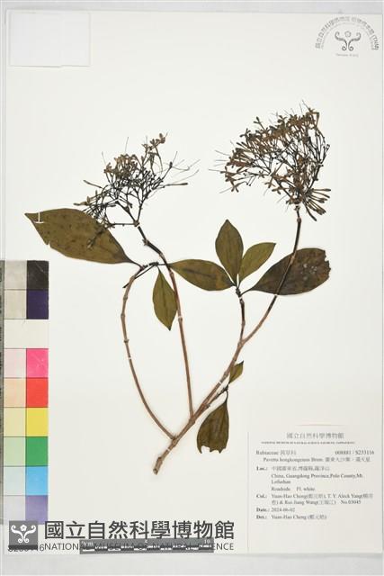 廣東大沙葉、滿天星藏品圖，第1張