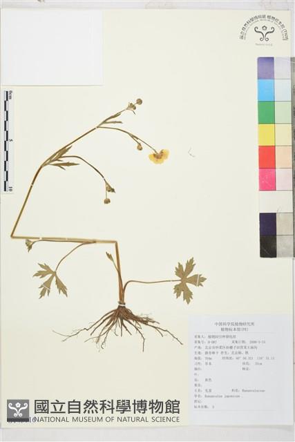 毛茛藏品圖，第1張