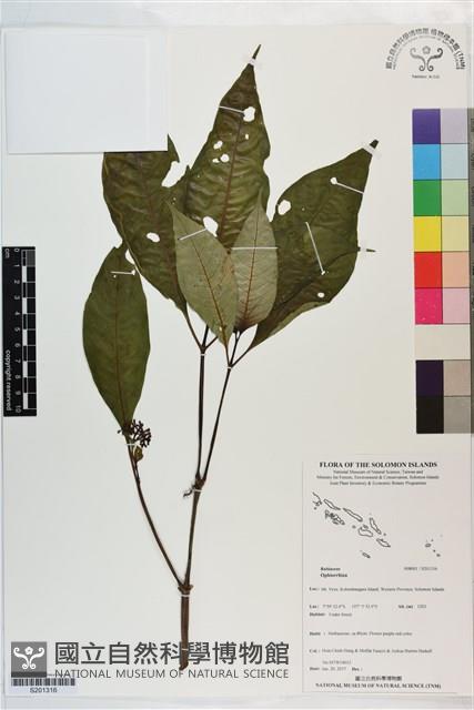登錄號:S201316藏品圖，第1張