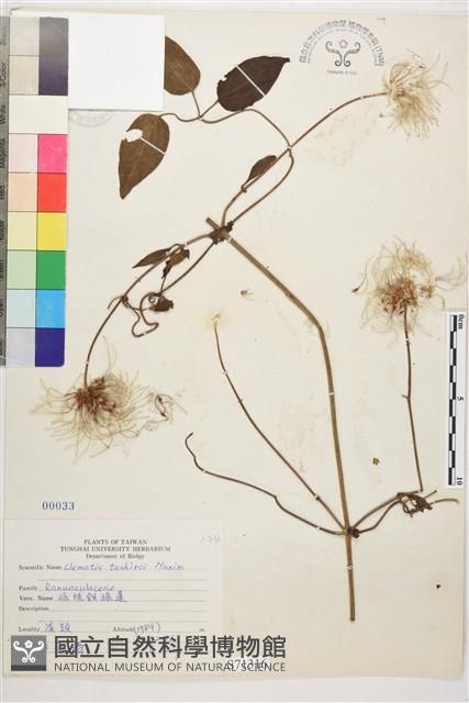 田代氏鐵線蓮藏品圖，第2張