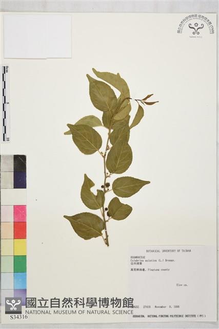 亞洲濱棗藏品圖，第2張