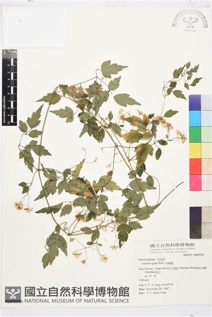 串鼻龍藏品圖，第2張