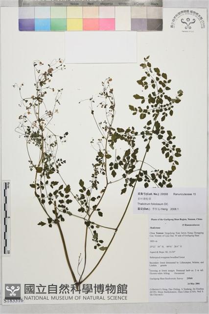 多葉唐松草藏品圖，第1張