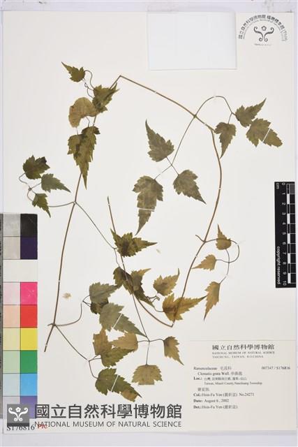 串鼻龍藏品圖，第1張