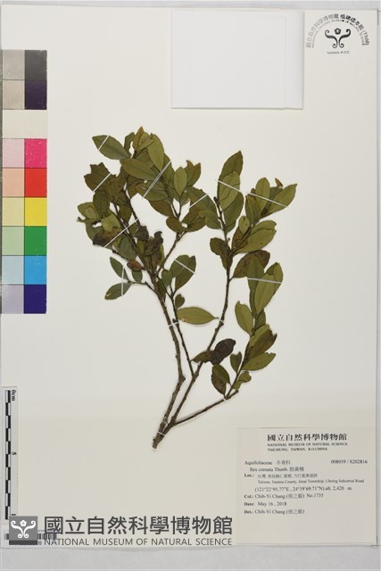 假黃楊藏品圖，第1張