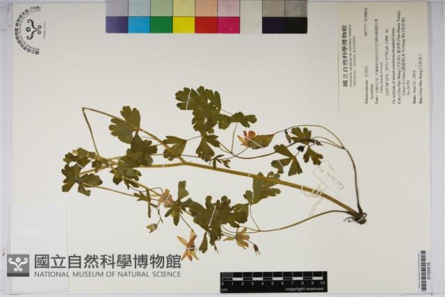 登錄號:S190816藏品圖，第1張