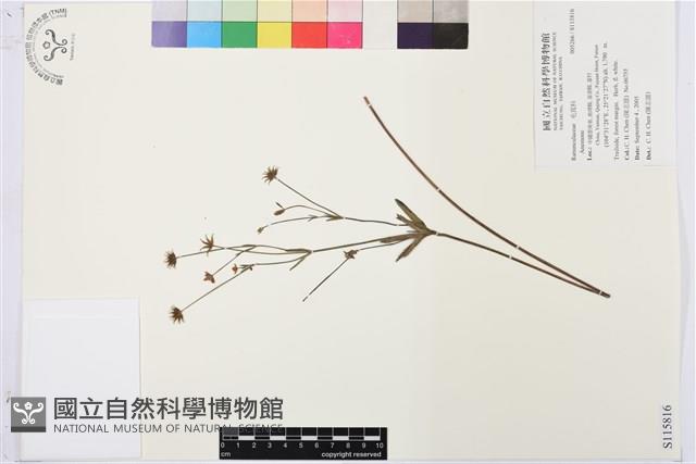 登錄號:S115816藏品圖，第1張