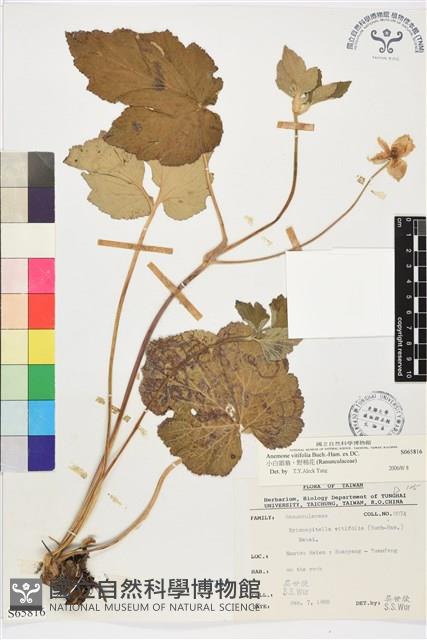 小白頭翁、野棉花藏品圖，第1張