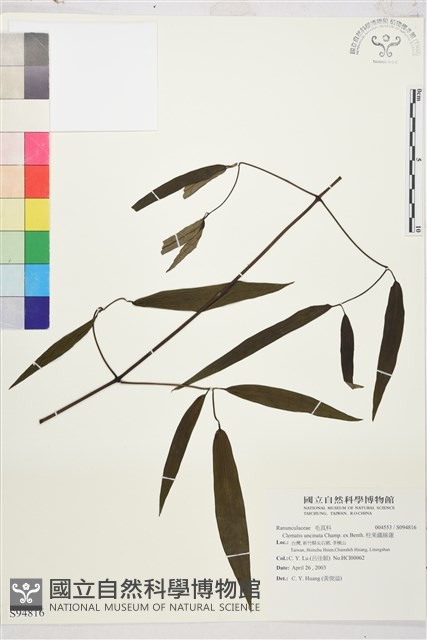 柱果鐵線蓮藏品圖，第2張