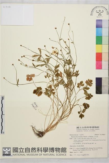 小毛茛藏品圖，第1張