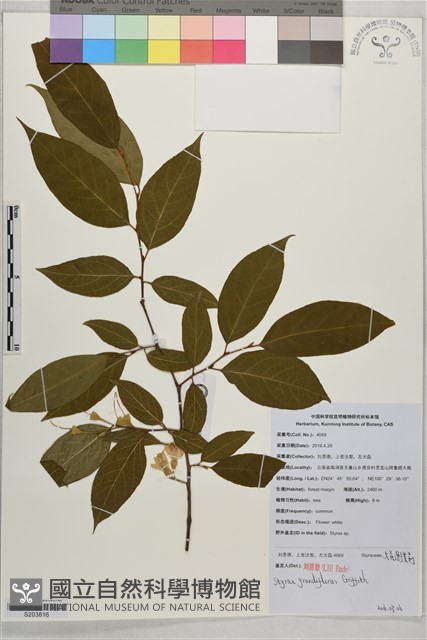 大花野茉莉藏品圖，第1張