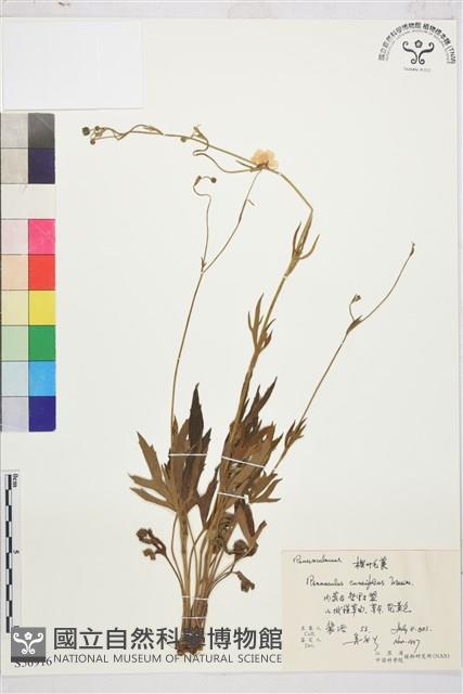 楔葉毛茛藏品圖，第1張