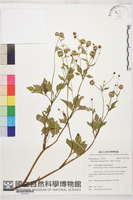 水辣菜、禺毛茛藏品圖，第1張