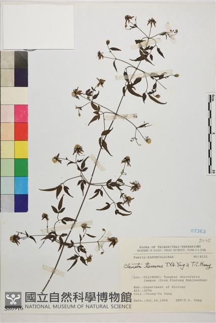 田村氏鐵線蓮藏品圖，第1張