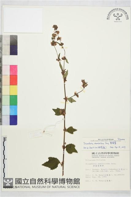 刺蒴麻藏品圖，第1張