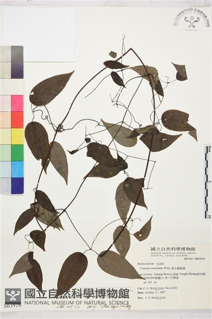 柱果鐵線蓮藏品圖，第2張