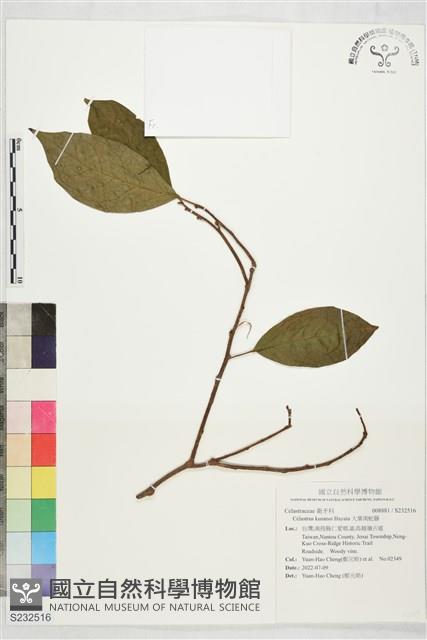 大葉南蛇藤藏品圖，第1張