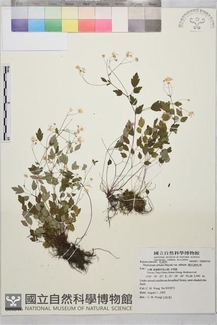 傅氏唐松草藏品圖，第1張