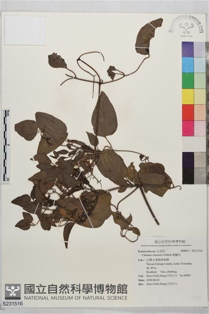威靈仙藏品圖，第1張