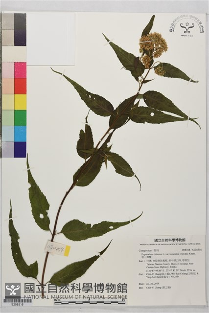 塔山澤蘭藏品圖，第1張