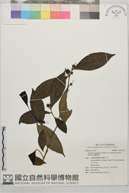 阿薩姆茶藏品圖，第1張