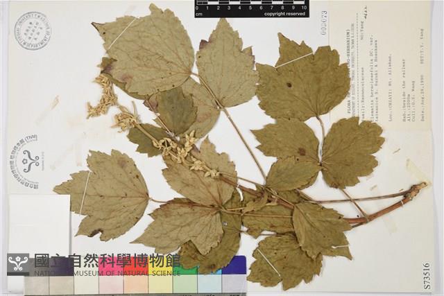 臺灣牡丹藤藏品圖，第1張