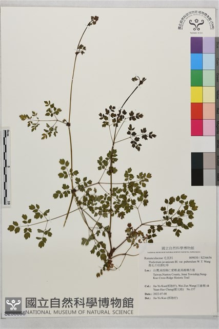 微毛爪哇唐松草藏品圖，第1張