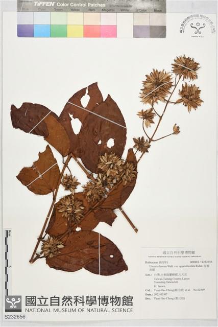 恆春鉤藤藏品圖，第1張