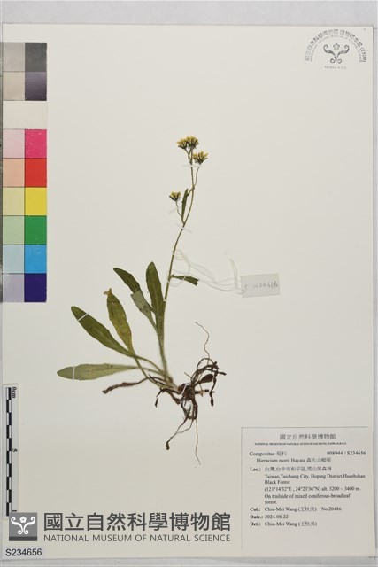 森氏山柳菊藏品圖，第1張