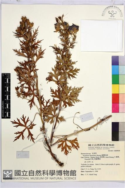 臺灣烏頭藏品圖，第2張