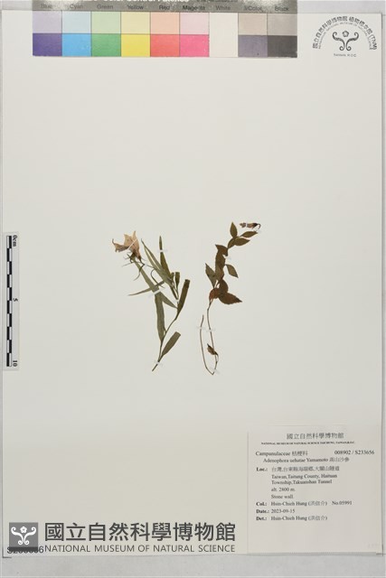 高山沙參藏品圖，第1張