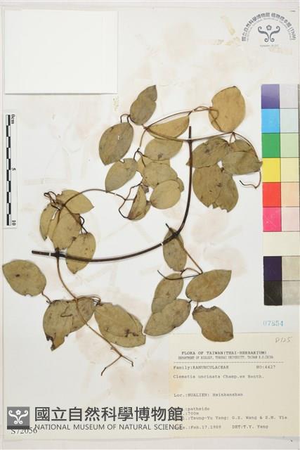 柱果鐵線蓮藏品圖，第2張