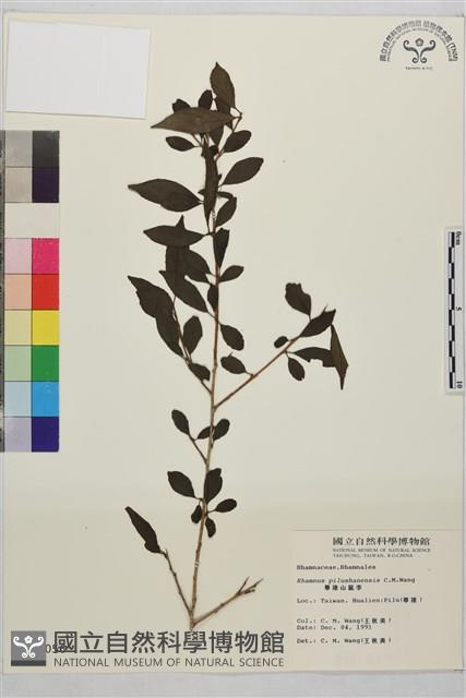 畢祿山鼠李藏品圖，第1張