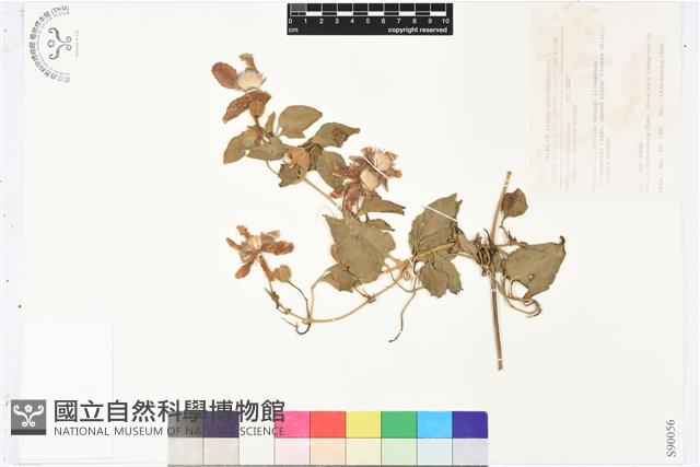 屏東鐵線蓮藏品圖，第1張