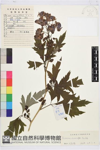 草烏頭藏品圖，第1張