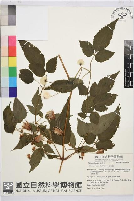 小木通藏品圖，第2張