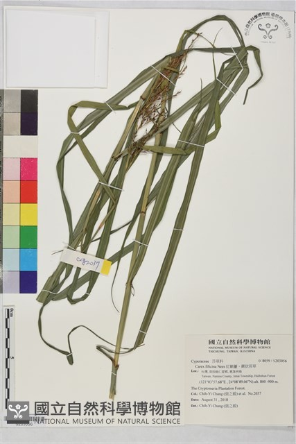 紅鞘薹、蕨狀苔草藏品圖，第1張