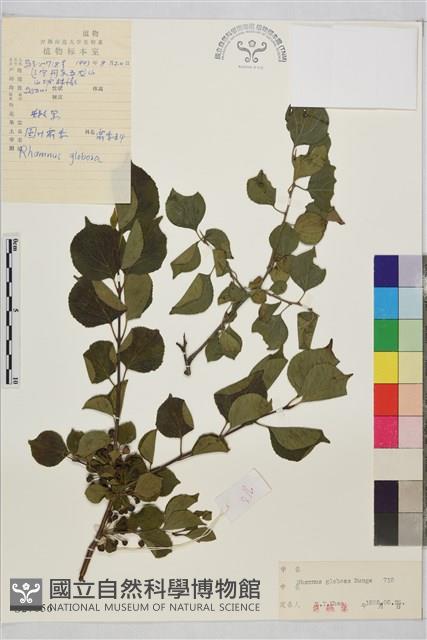 圓葉鼠李藏品圖，第1張