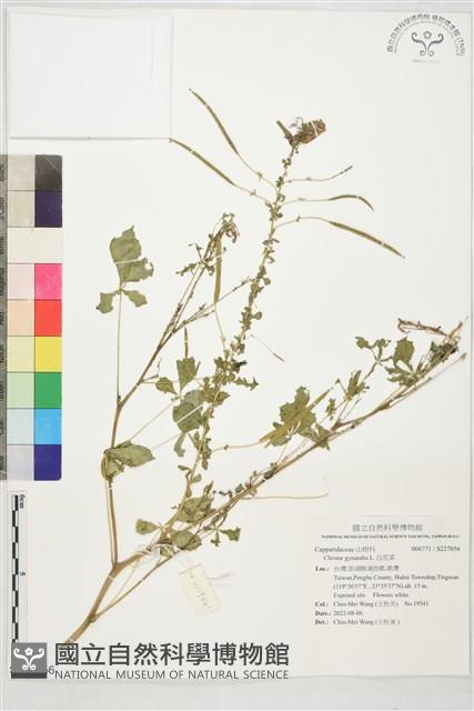 白花菜藏品圖，第1張