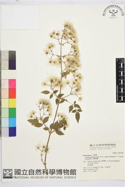 梨山小蓑衣藤藏品圖，第2張