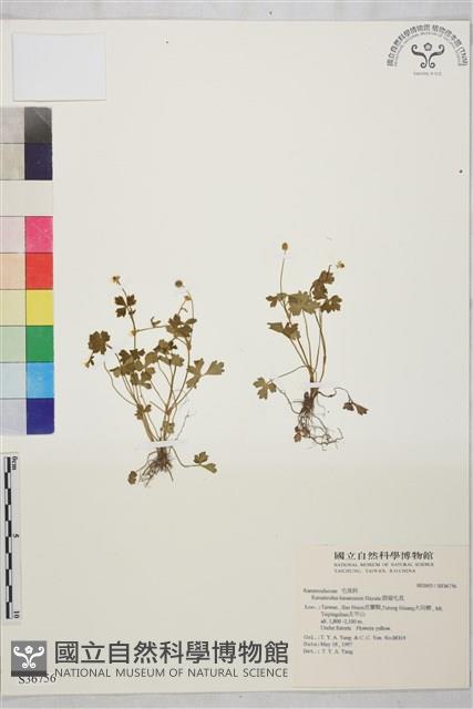 鹿場毛茛藏品圖，第1張