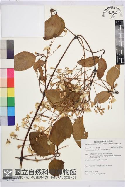 厚葉鐵線蓮藏品圖，第1張