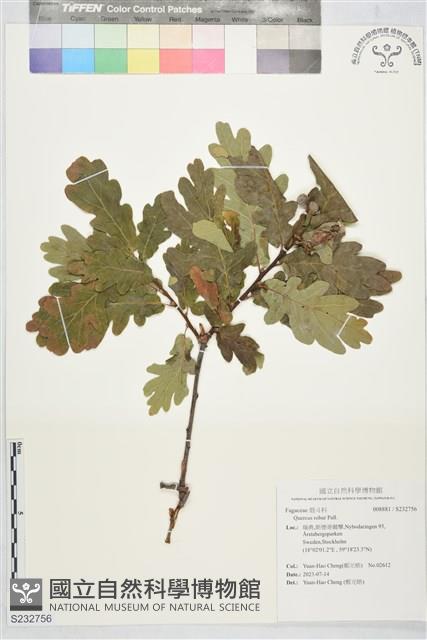 登錄號:S232756藏品圖，第1張