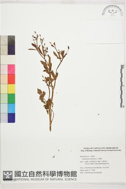 石龍芮藏品圖，第1張