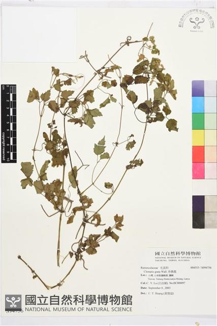 串鼻龍藏品圖，第1張