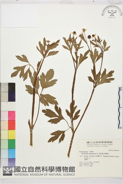 水辣菜、禺毛茛藏品圖，第1張