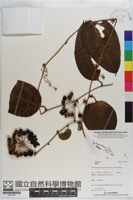 登錄號:S201256藏品圖，第1張